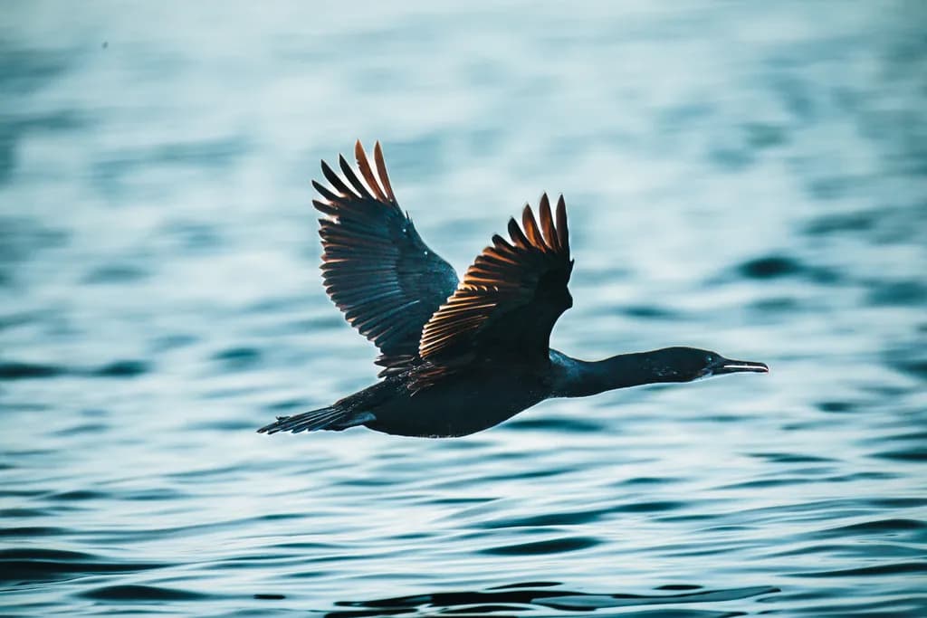 Soaring Silence