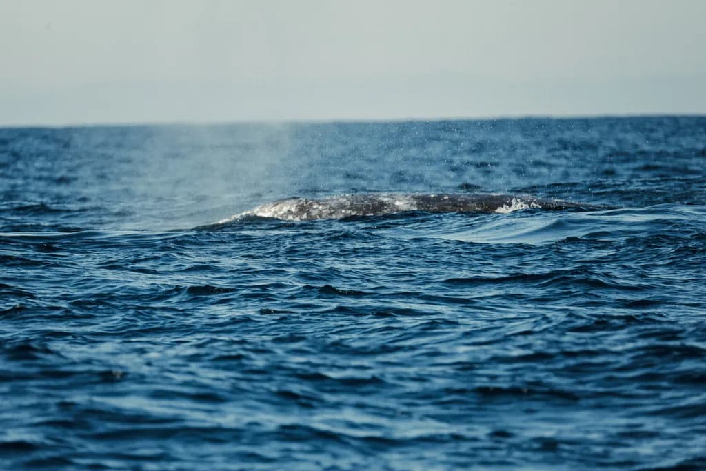 Whale's Breath