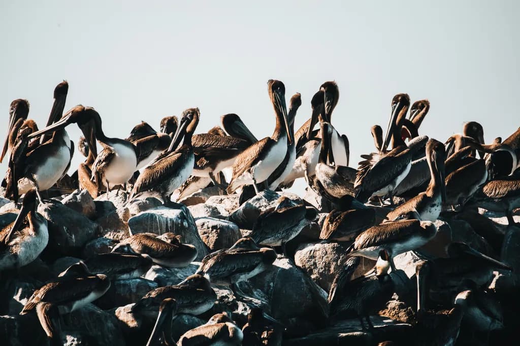 Pelican Gathering