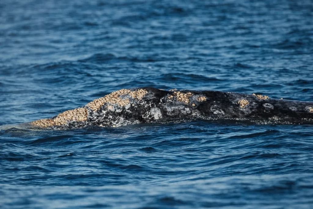 Whale Surface