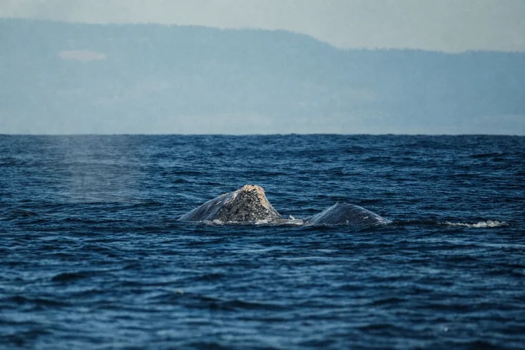 Oceanic Encounter