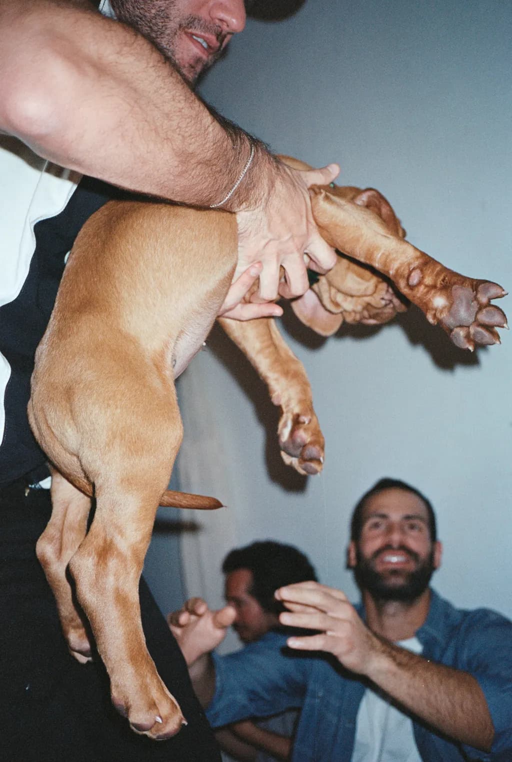 Joyful Moments: A Playful Encounter with a Puppy in Motion