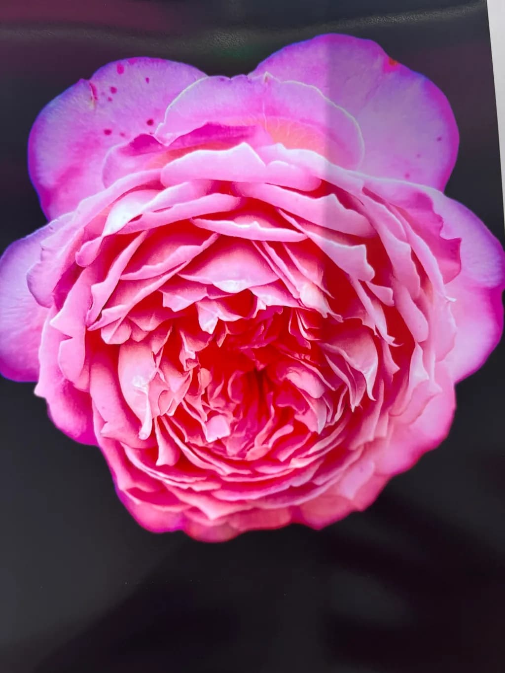 Blossoming Elegance: A Radiant Pink Rose in Full Bloom