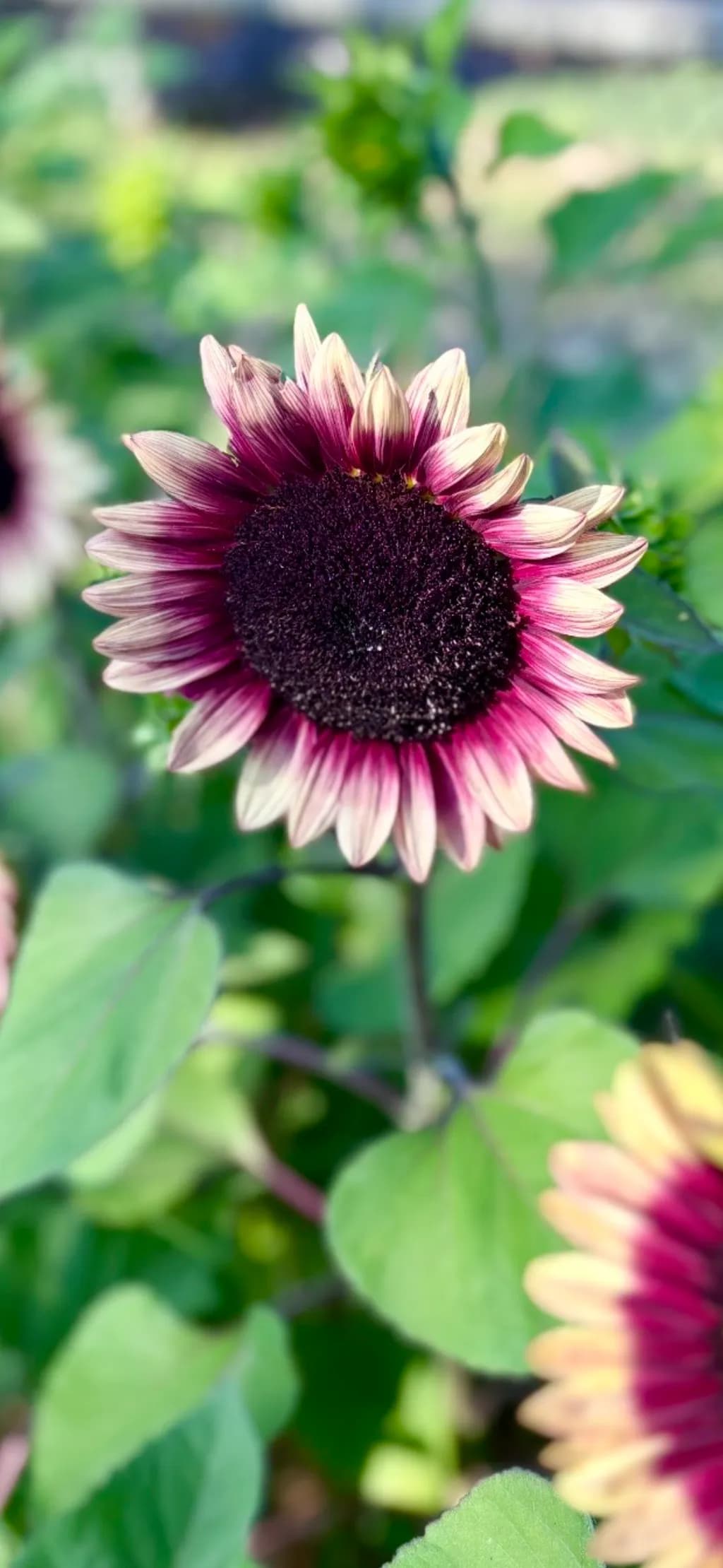 Vibrant Sunflower Symphony: Nature's Beauty in Bloom