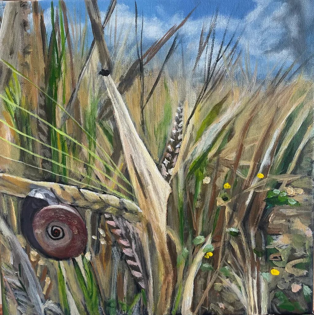 Whispers of Nature: A Serene Encounter with Grasslands and Shells