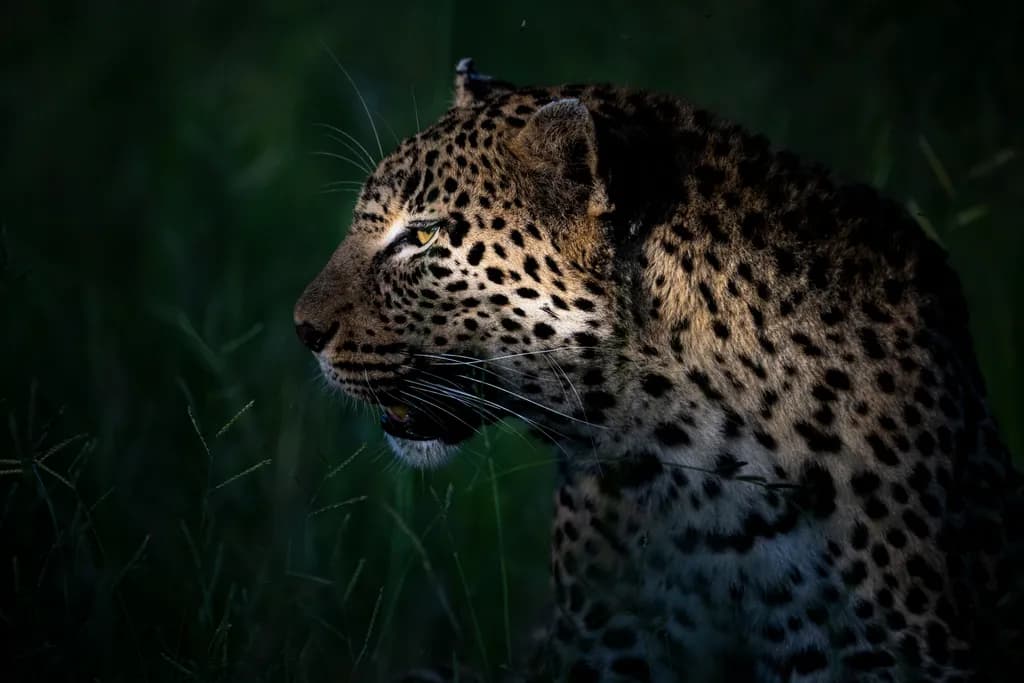 Whispers of the Wild: A Majestic Leopard in Shadowed Serenity