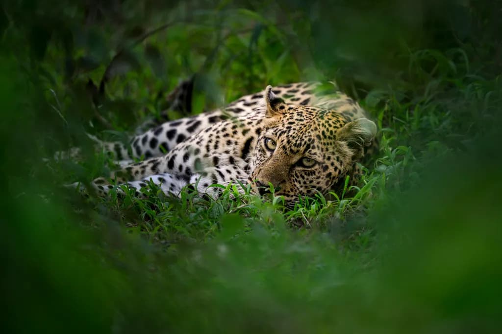 Whispers of the Wild: A Serene Leopard in Lush Greenery