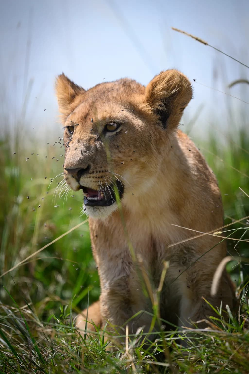 Majestic Serenity: A Lioness in the Wild Embracing Nature's Dance