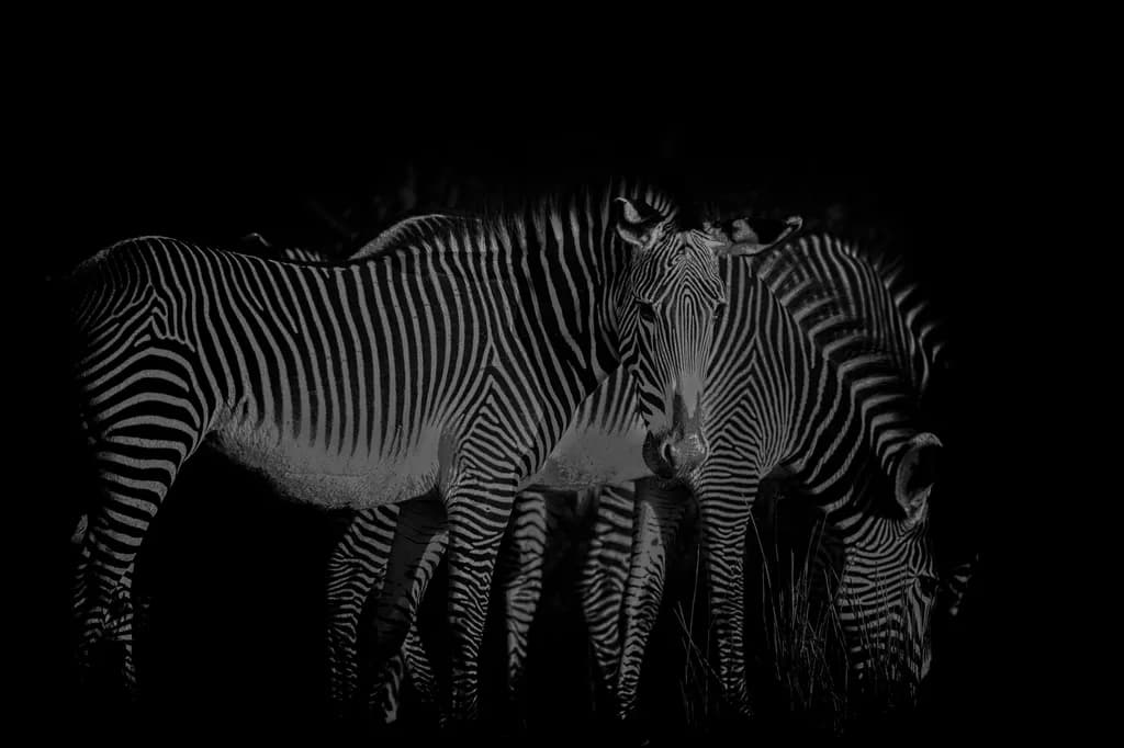 Whispers of the Wild: A Monochrome Dance of Zebras in Shadows
