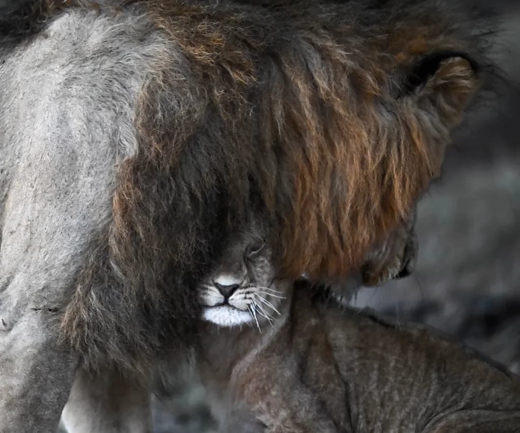 Majestic Connection: A Close-Up Encounter with the Lion's Heart