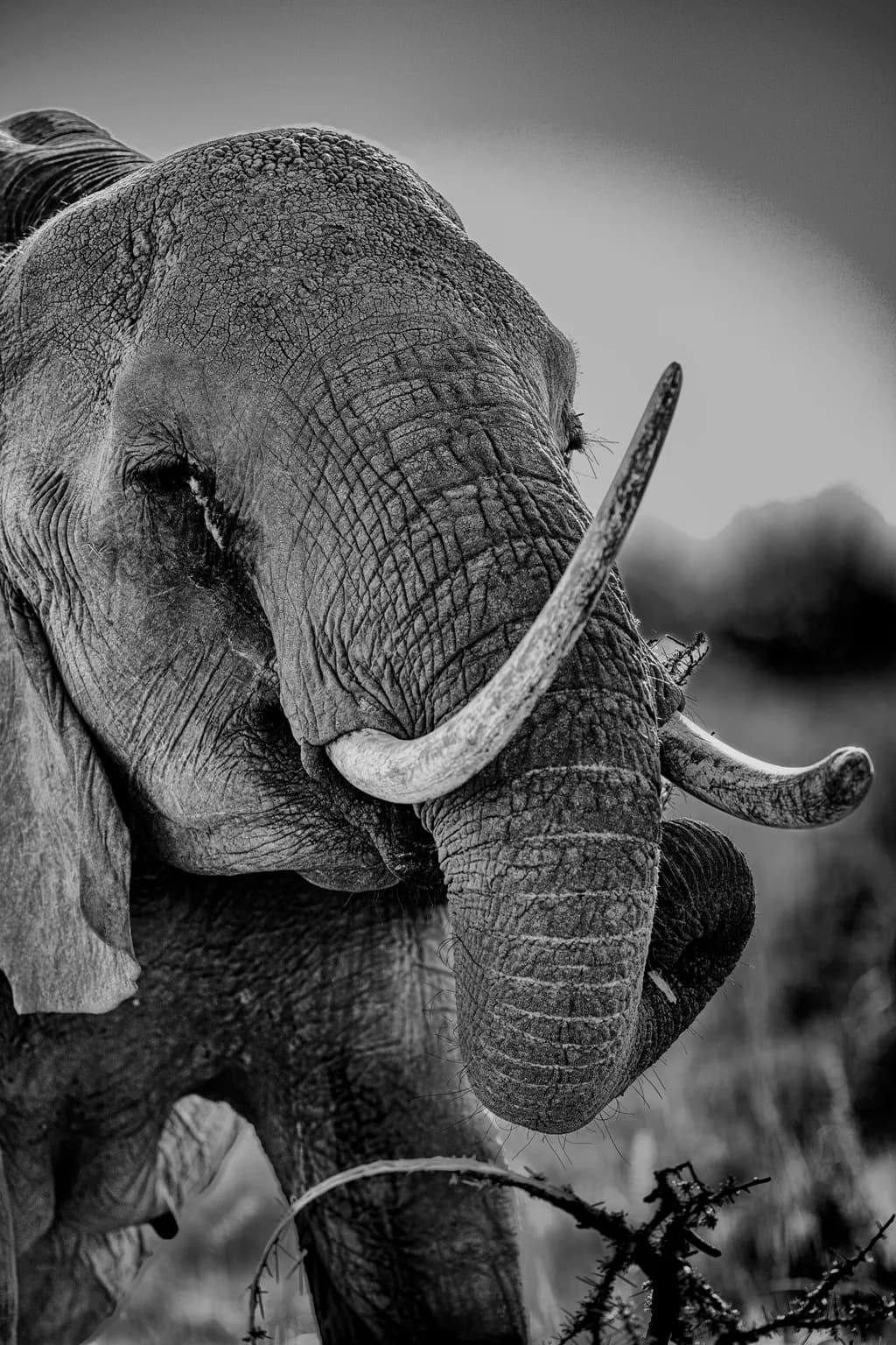 Majestic Presence: A Close-Up of an Elephant in Black and White