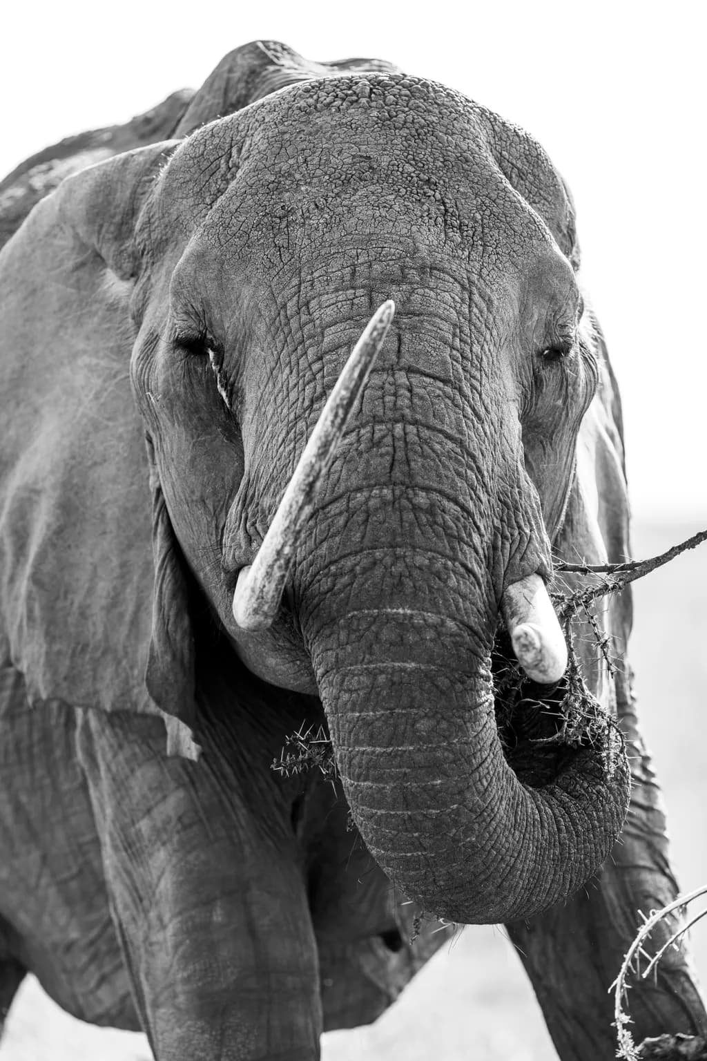 Majestic Presence: A Close-Up of an Elephant in Black and White
