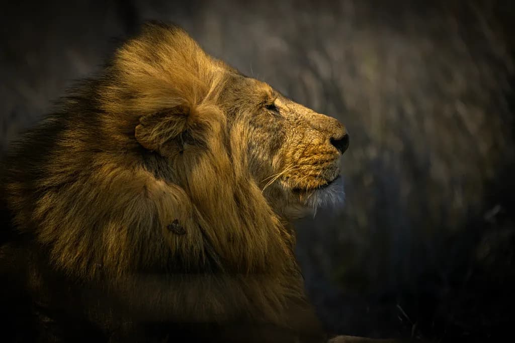Majestic Silence: The Regal Profile of a Lion in the Wild