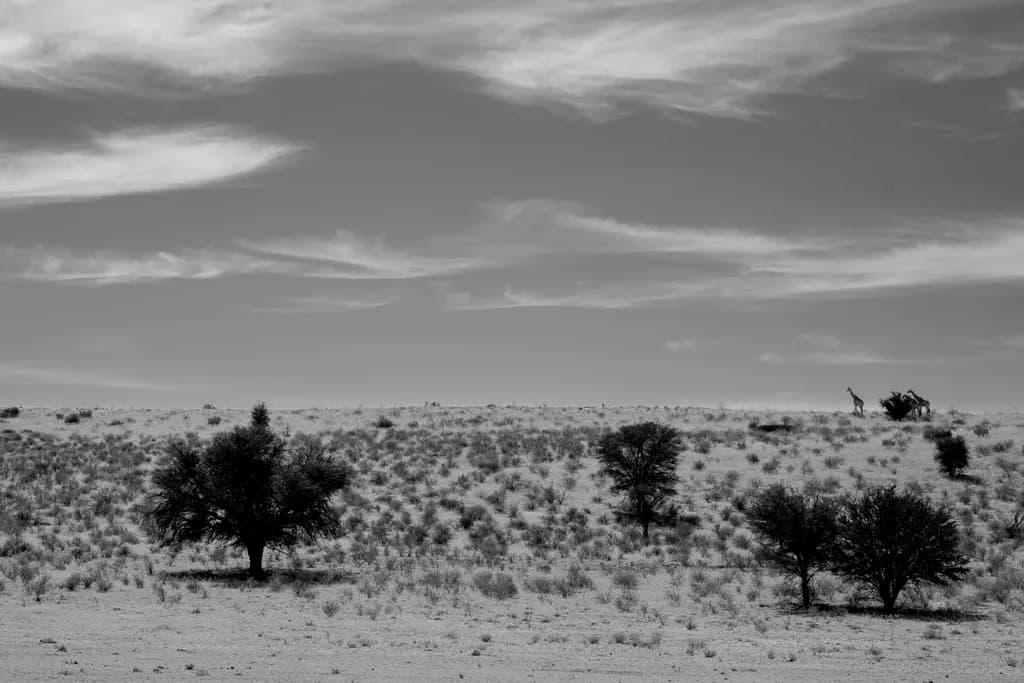 Whispers of the Savanna: A Monochrome Journey Through Nature's Serenity