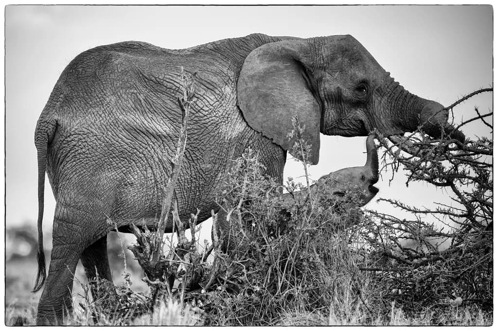 Majestic Silence: The Elephant's Solitude in Monochrome