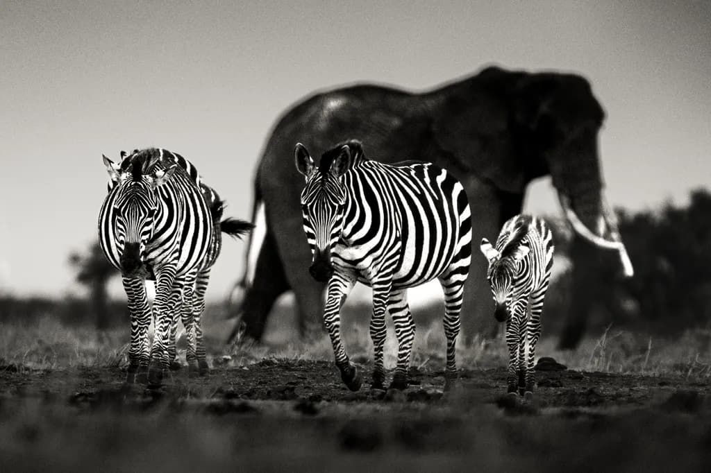 Zebra Family in Monochrome: A Striking Contrast with an Elephant's Presence