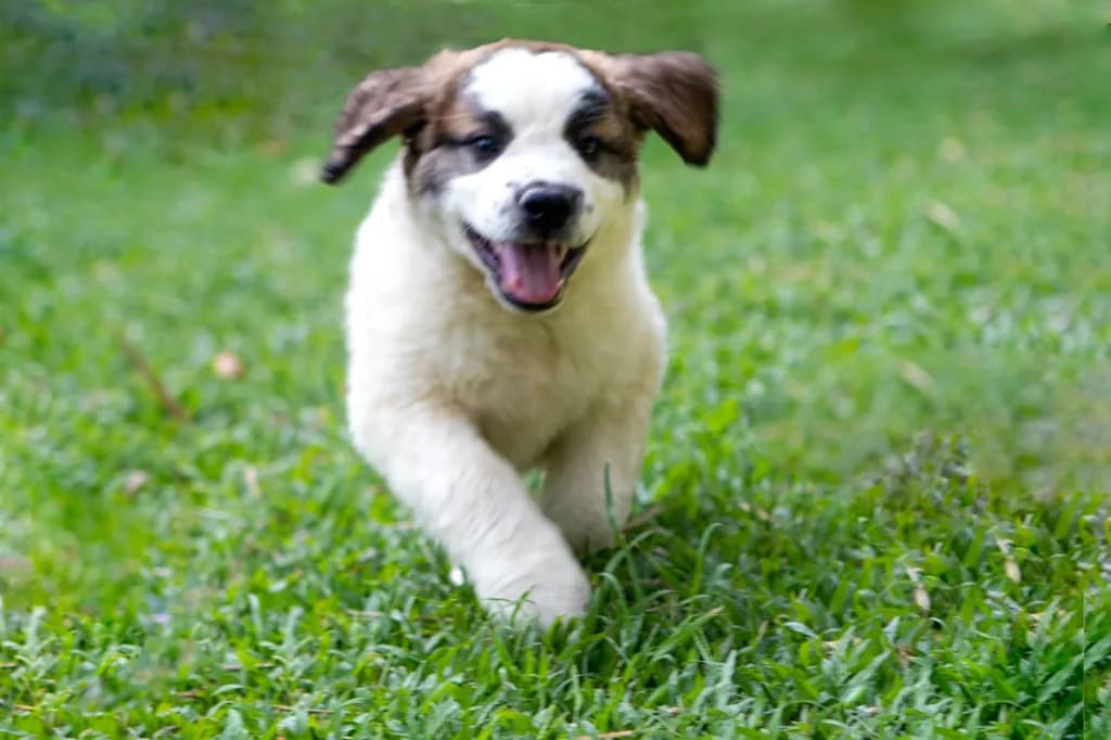 Joyful Puppy in Motion: A Playful Moment Captured in Nature's Embrace