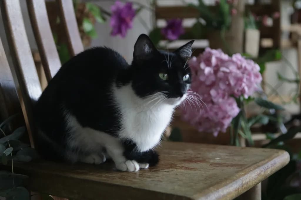 Whiskered Serenity: A Black and White Cat Amidst Blossoms
