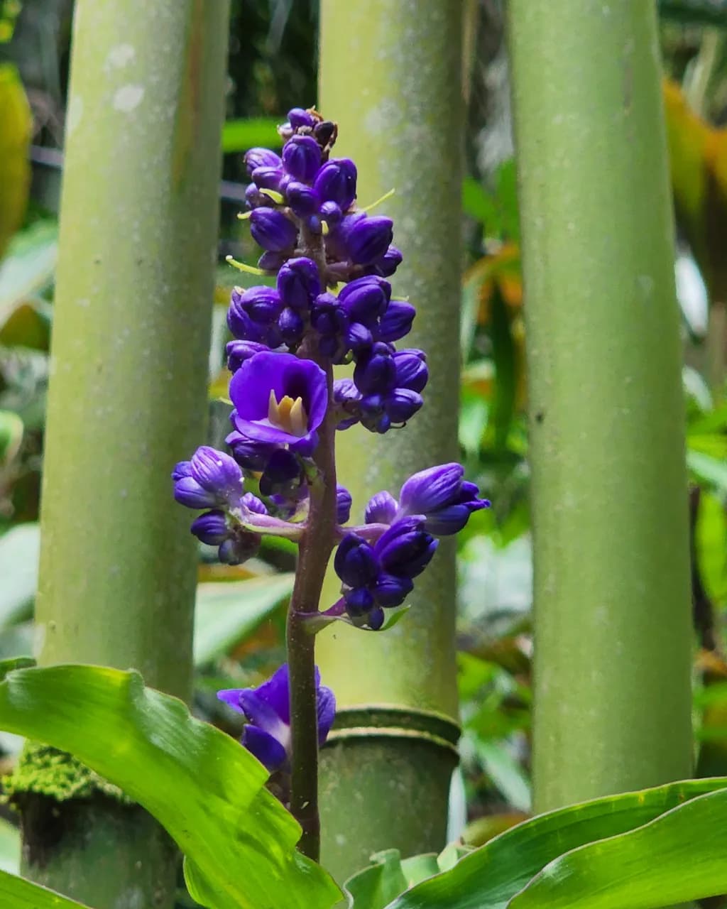 Purple Ginger Bloom