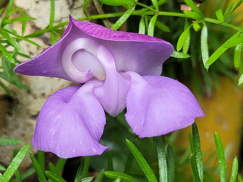 Sweet Pea