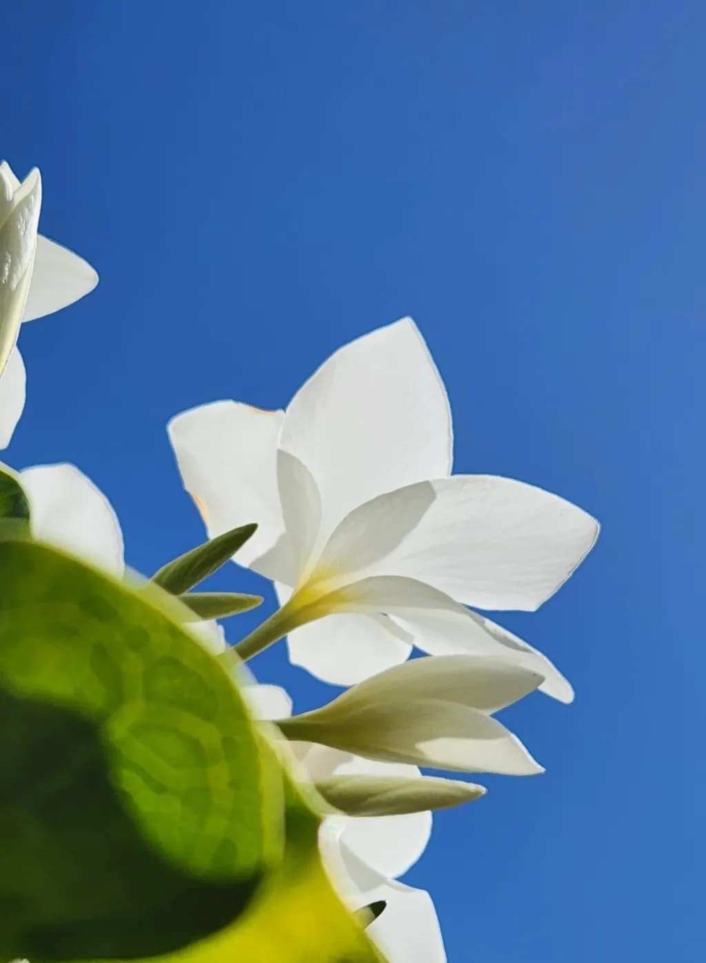 Plumeria Sky