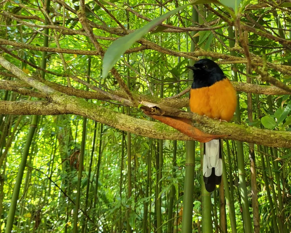 Perched Shama