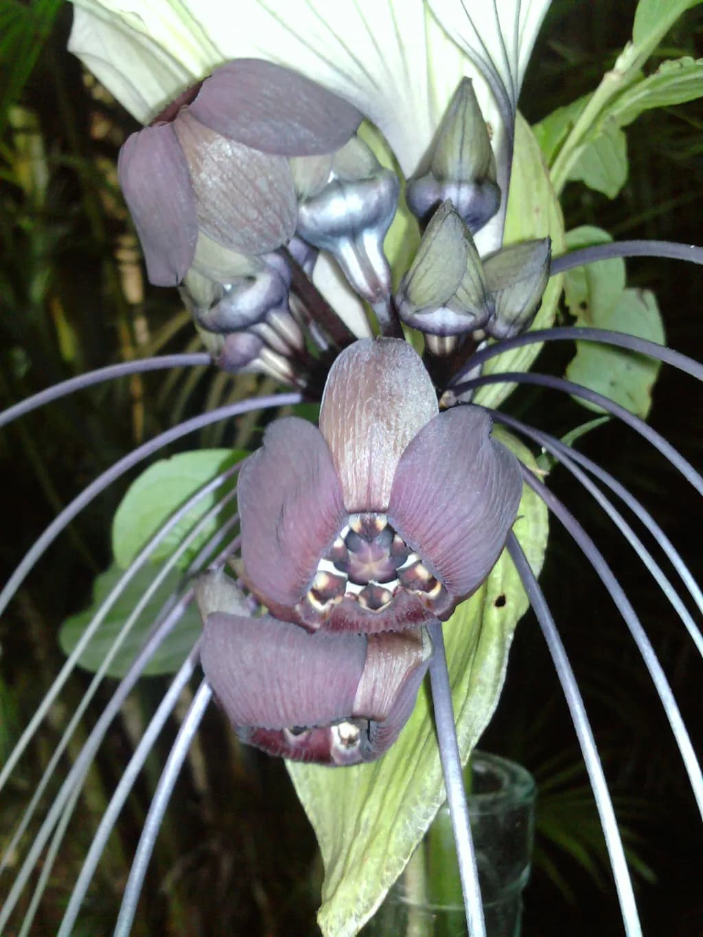 Exotic Orchid Oracle