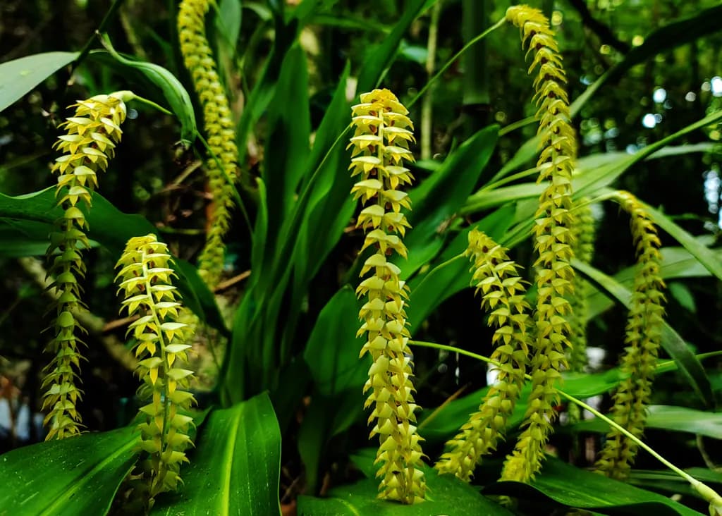 Cattelya Sobue