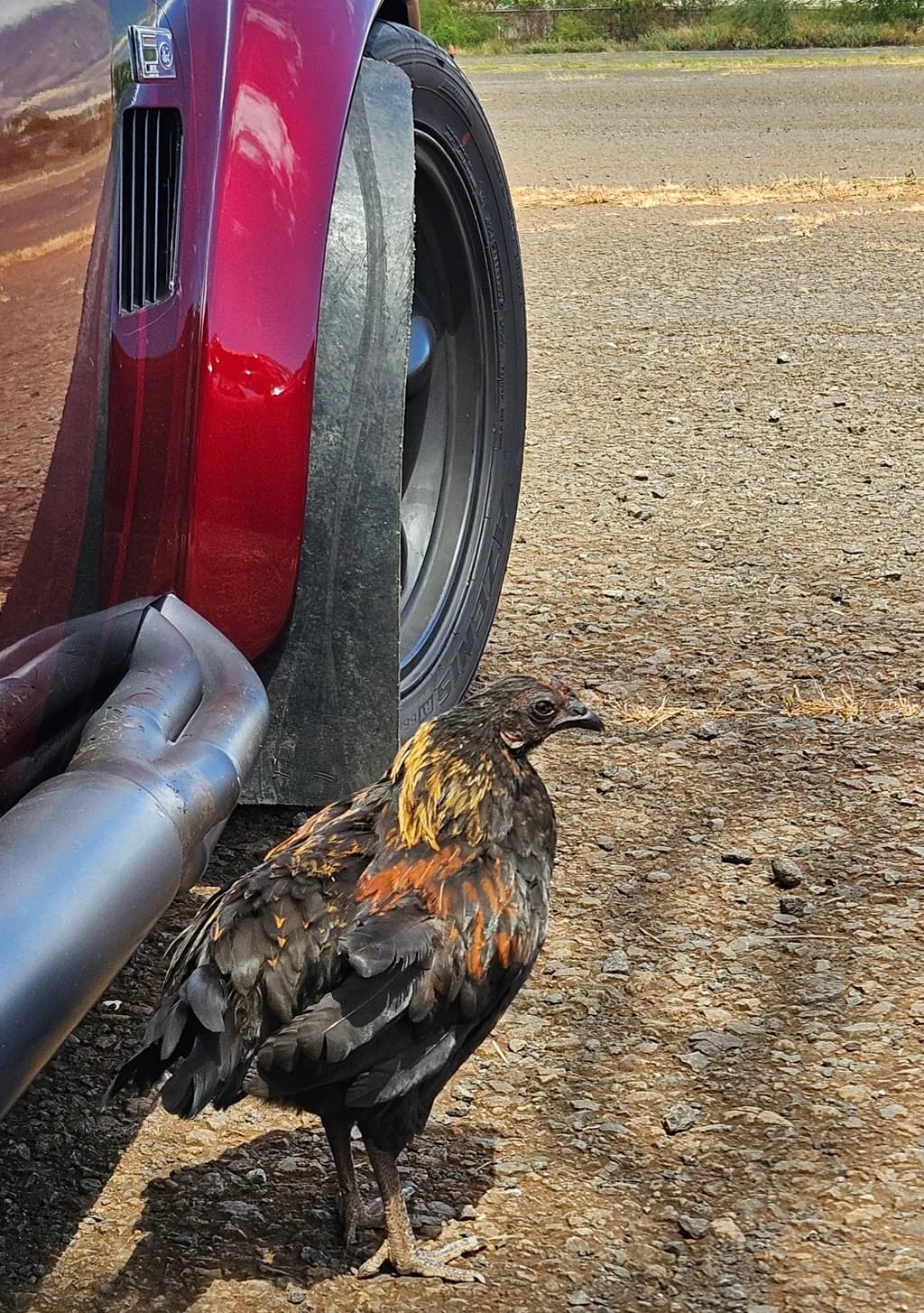 Roadside Watcher