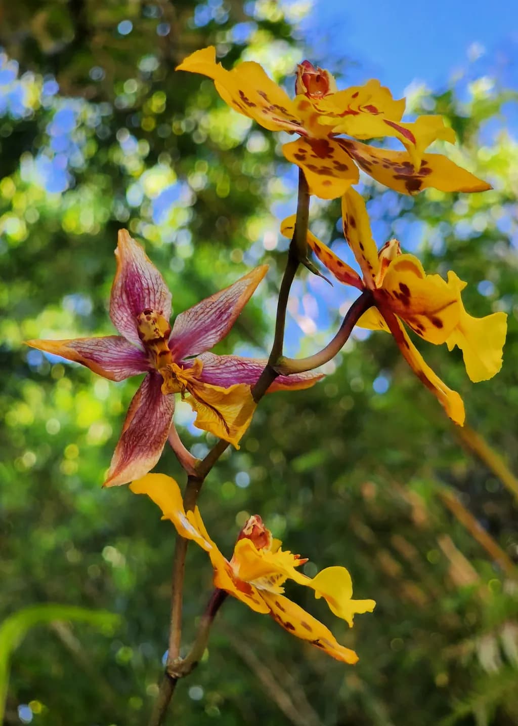 Orchid on Fire
