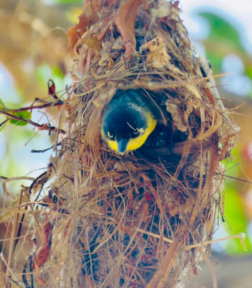Yellow Bird’s Nest