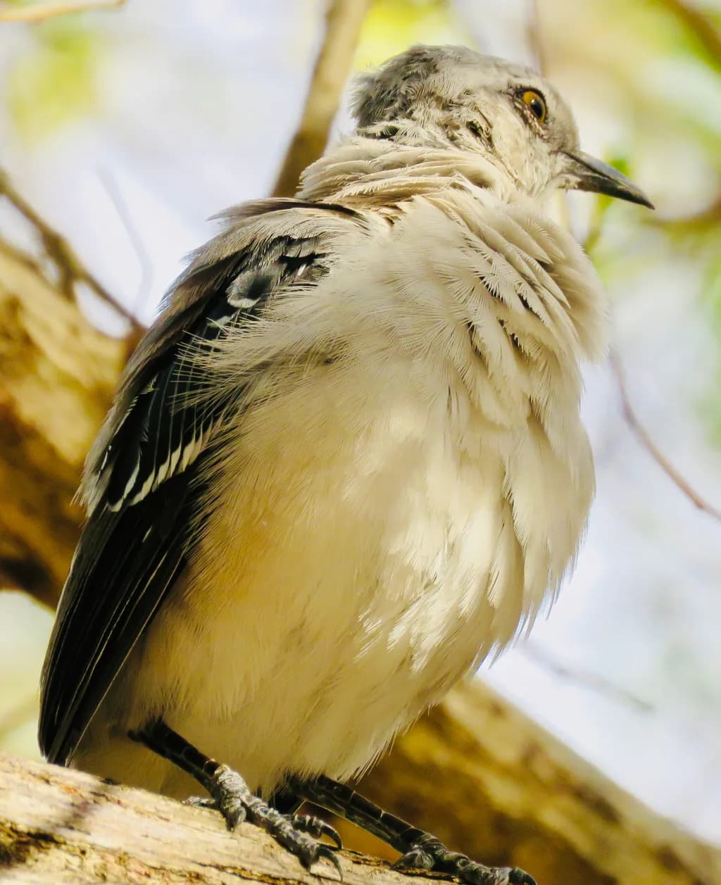 Watchful Bird on Branch
