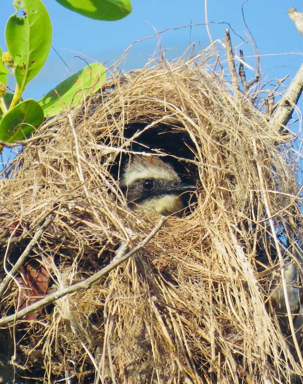 Bird in a Nest