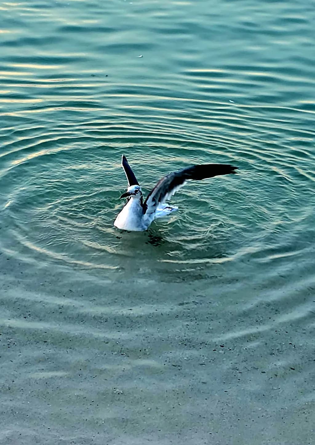 Seabird Over Rippling Water