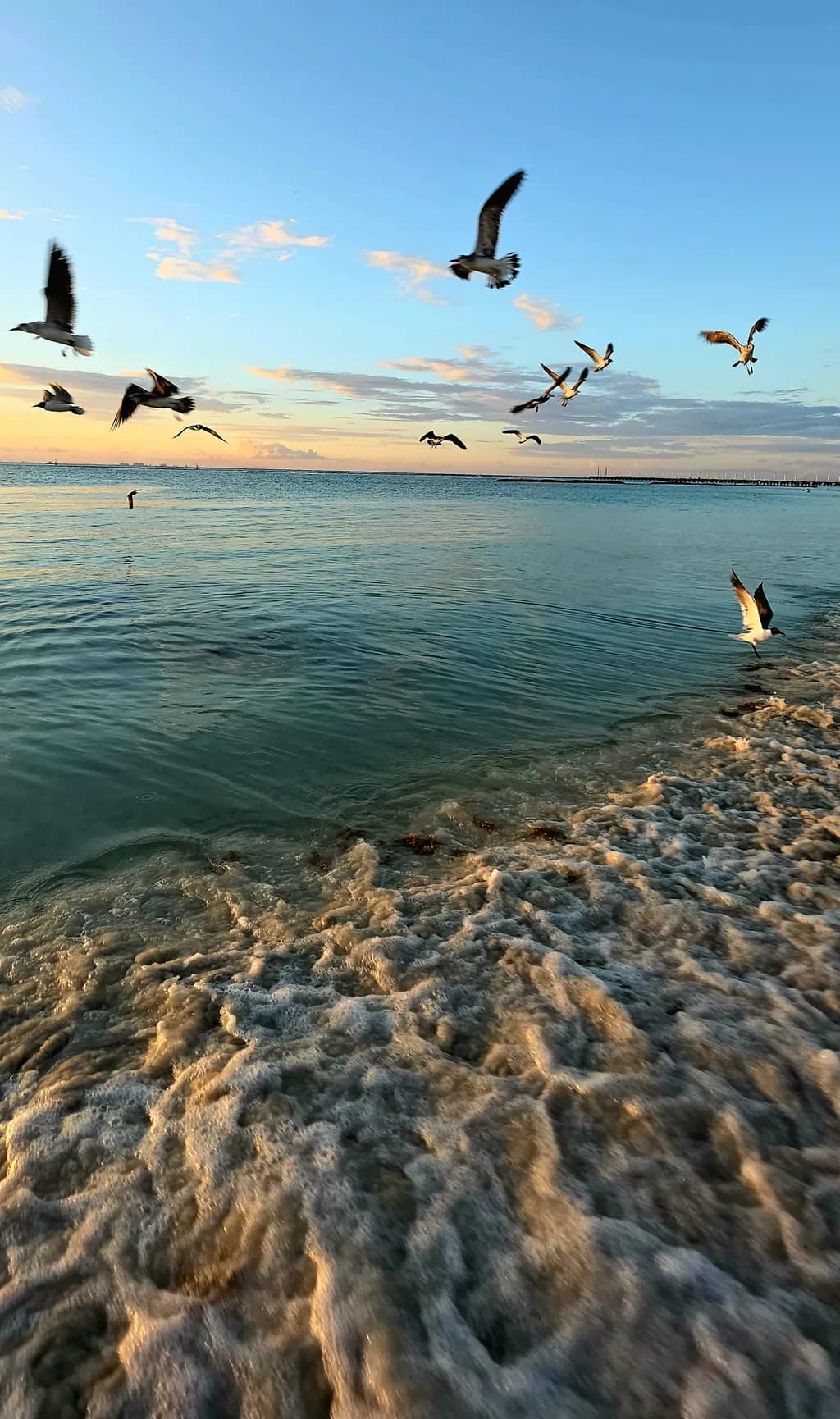 Seagulls Over Sunlit Waves