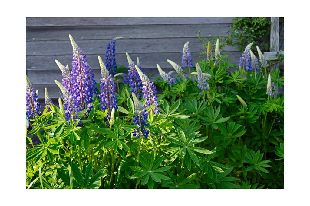 Lupine Dreams: A Vibrant Dance of Purple and Green in Nature's Embrace