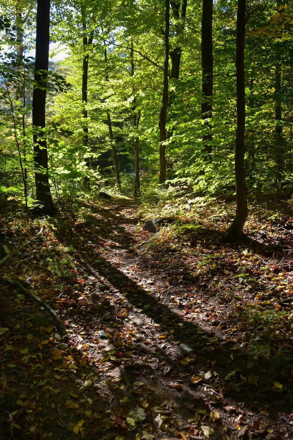 Whispers of the Forest: A Serene Trail Through Sunlit Shadows