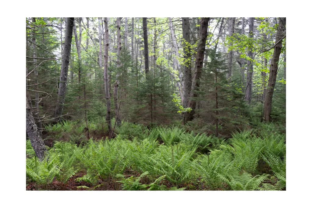Whispers of the Forest: A Tranquil Embrace of Greenery and Ferns