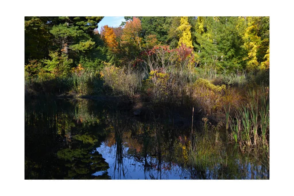 Whispers of Autumn: A Tranquil Reflection in Nature's Palette