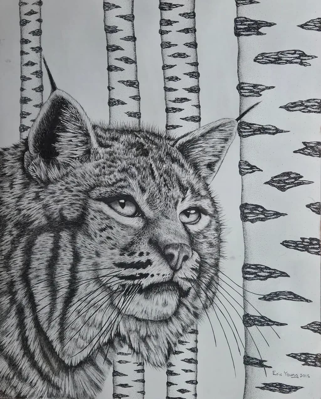 Whispers of the Wild: A Lynx Among Birch Trees