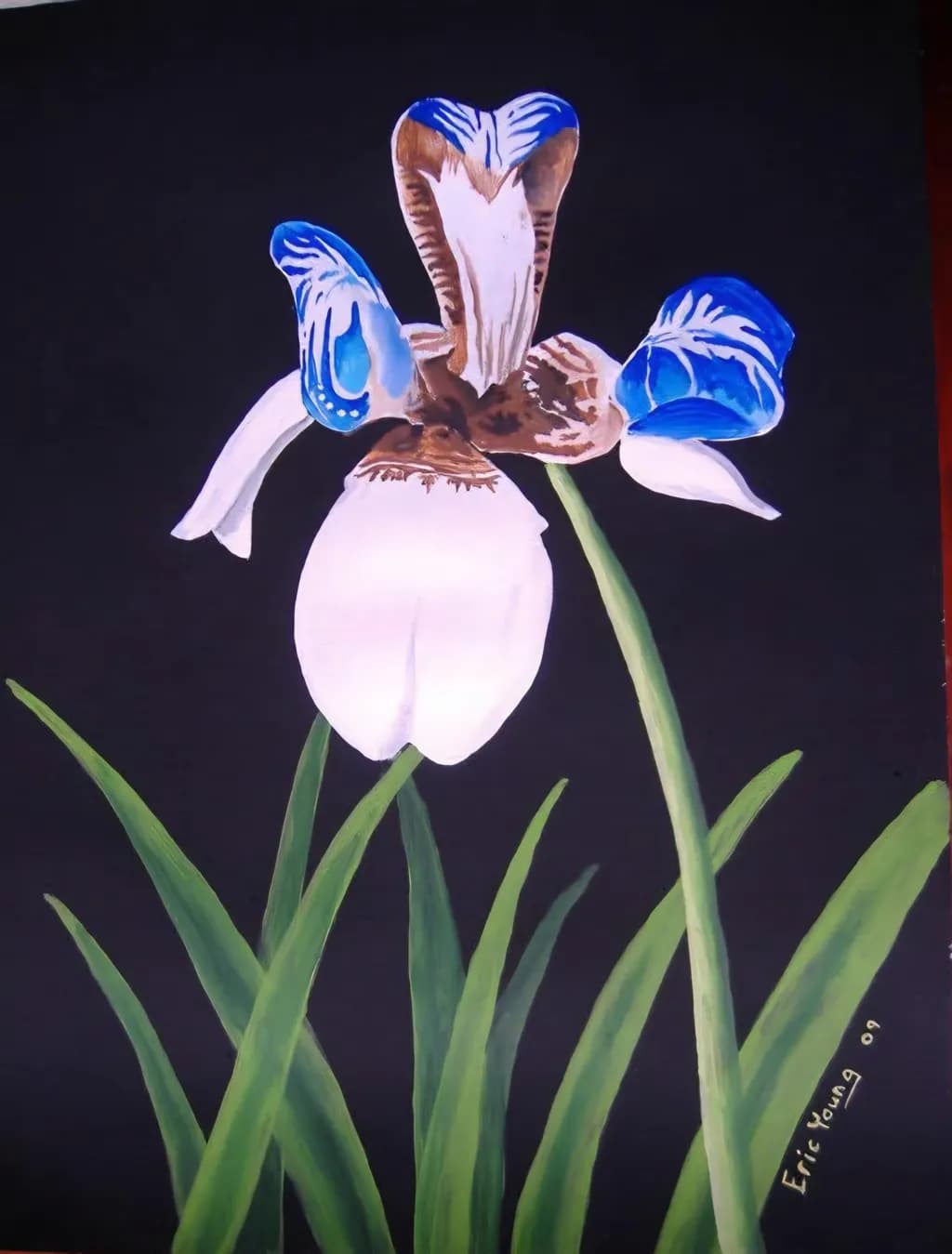 Whispers of the Iris: A Dance of Blue and White Elegance