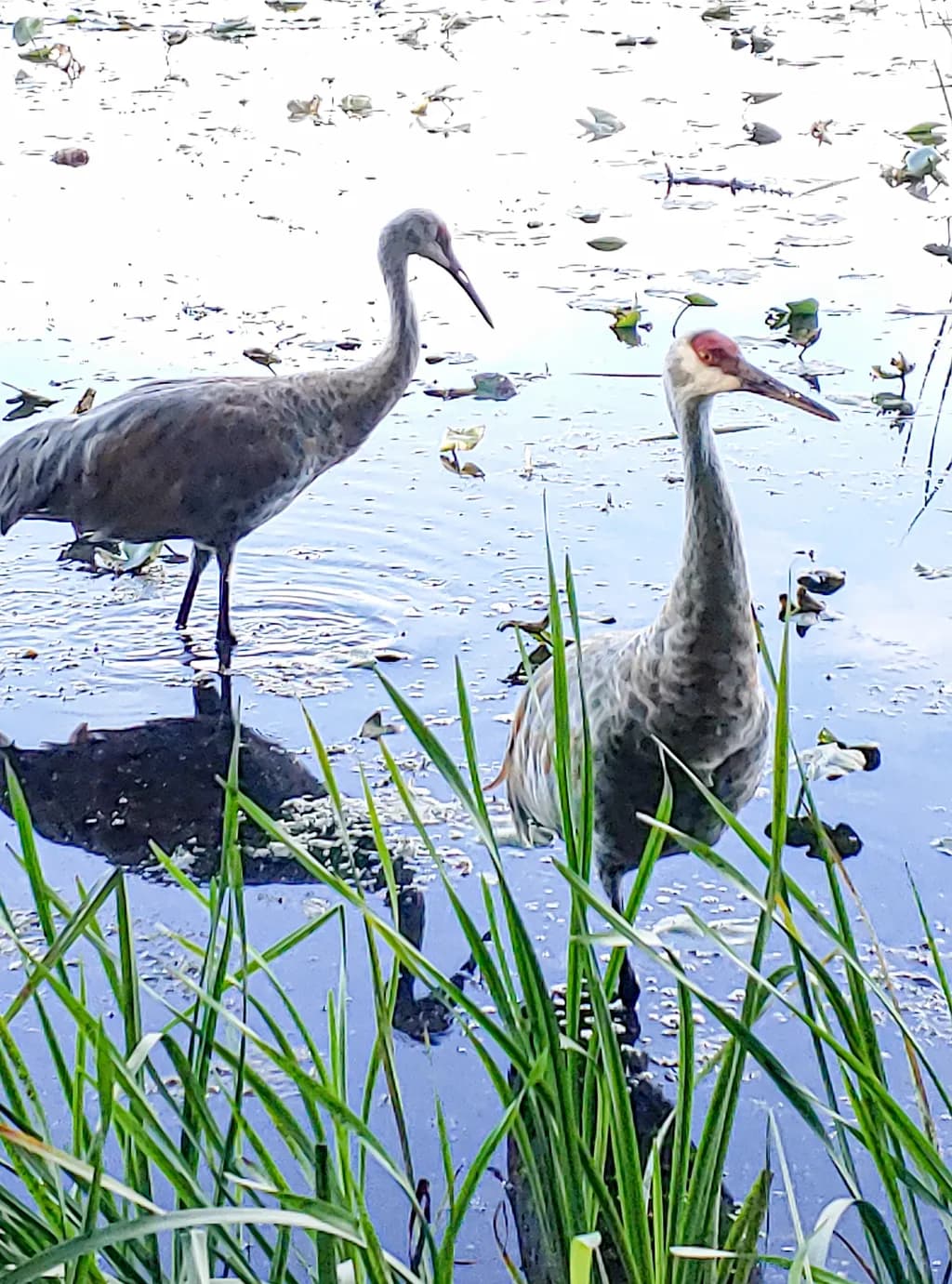 Cranes in Reflection