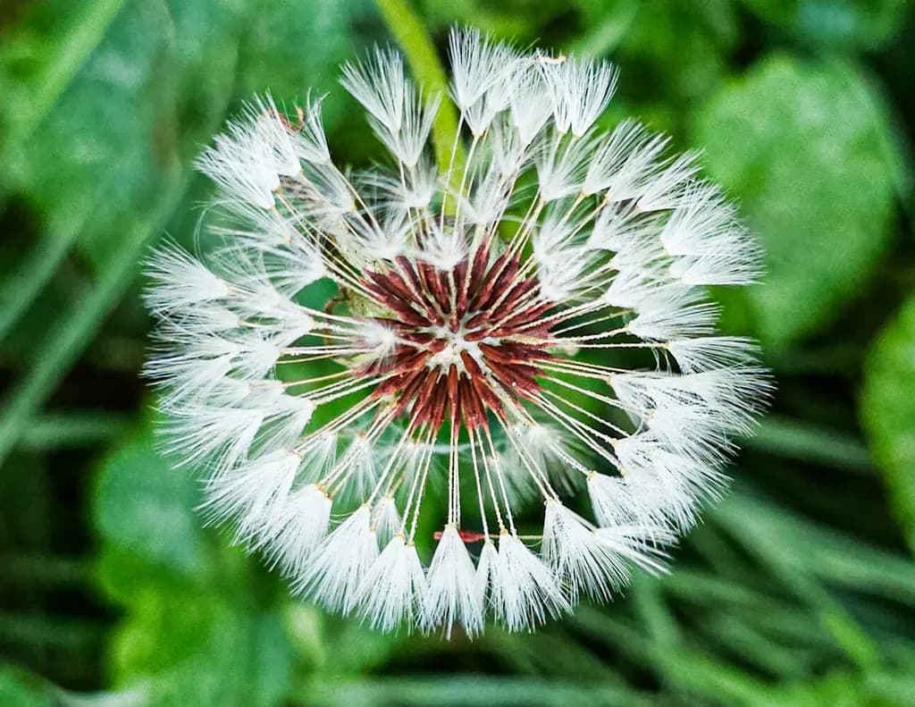 Dandelion Detail