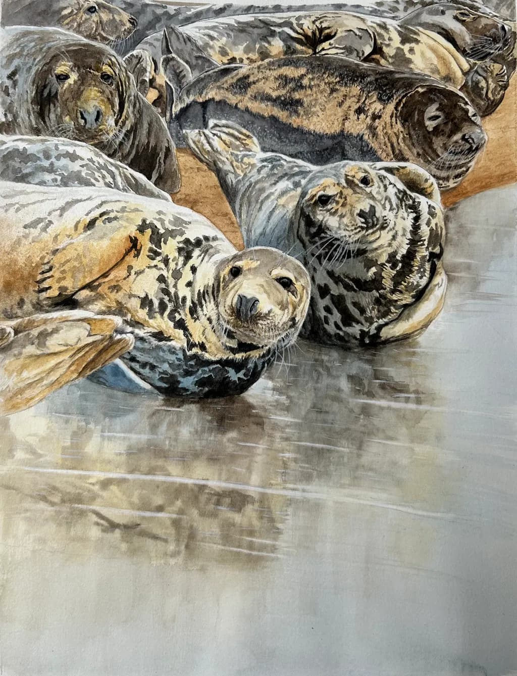 Seals in Serenity: A Reflective Encounter with Nature's Resilient Guardians