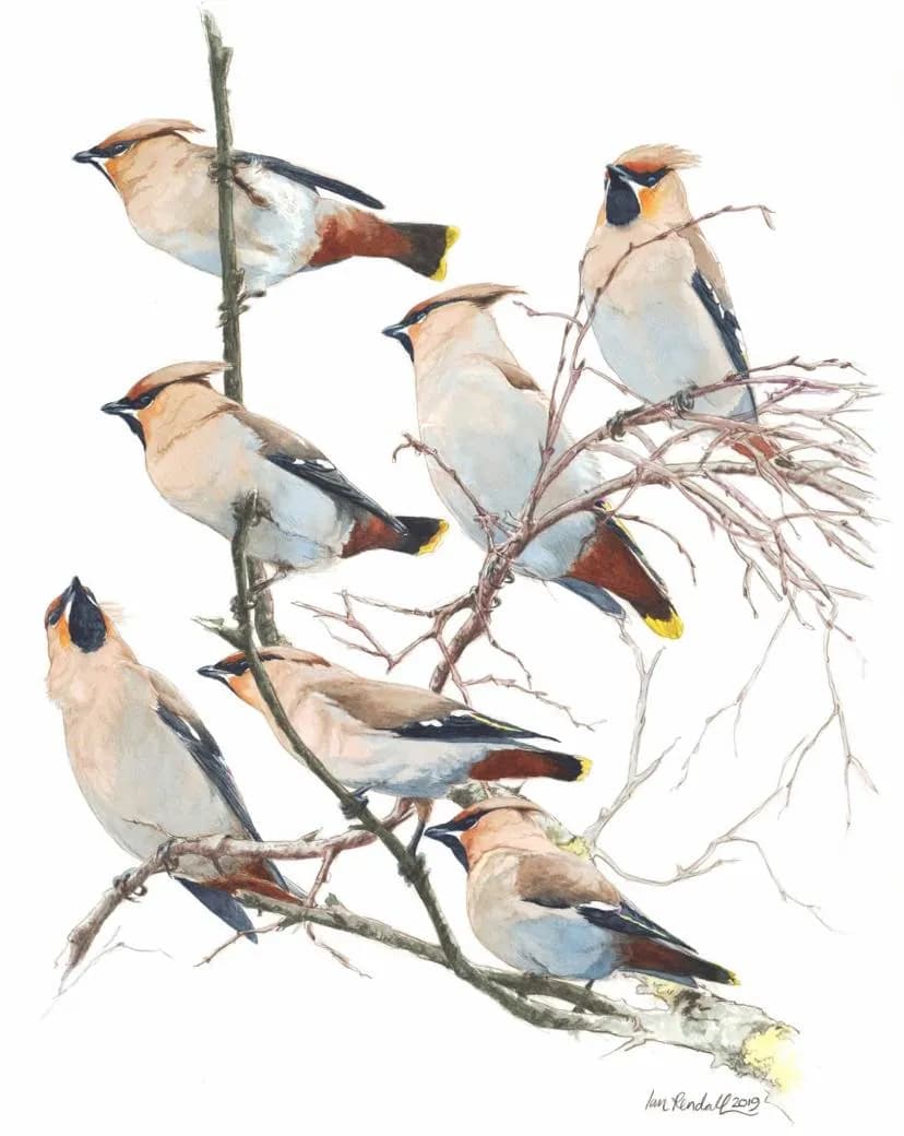 Whispers of Resilience: A Gathering of Waxwings in Winter's Embrace