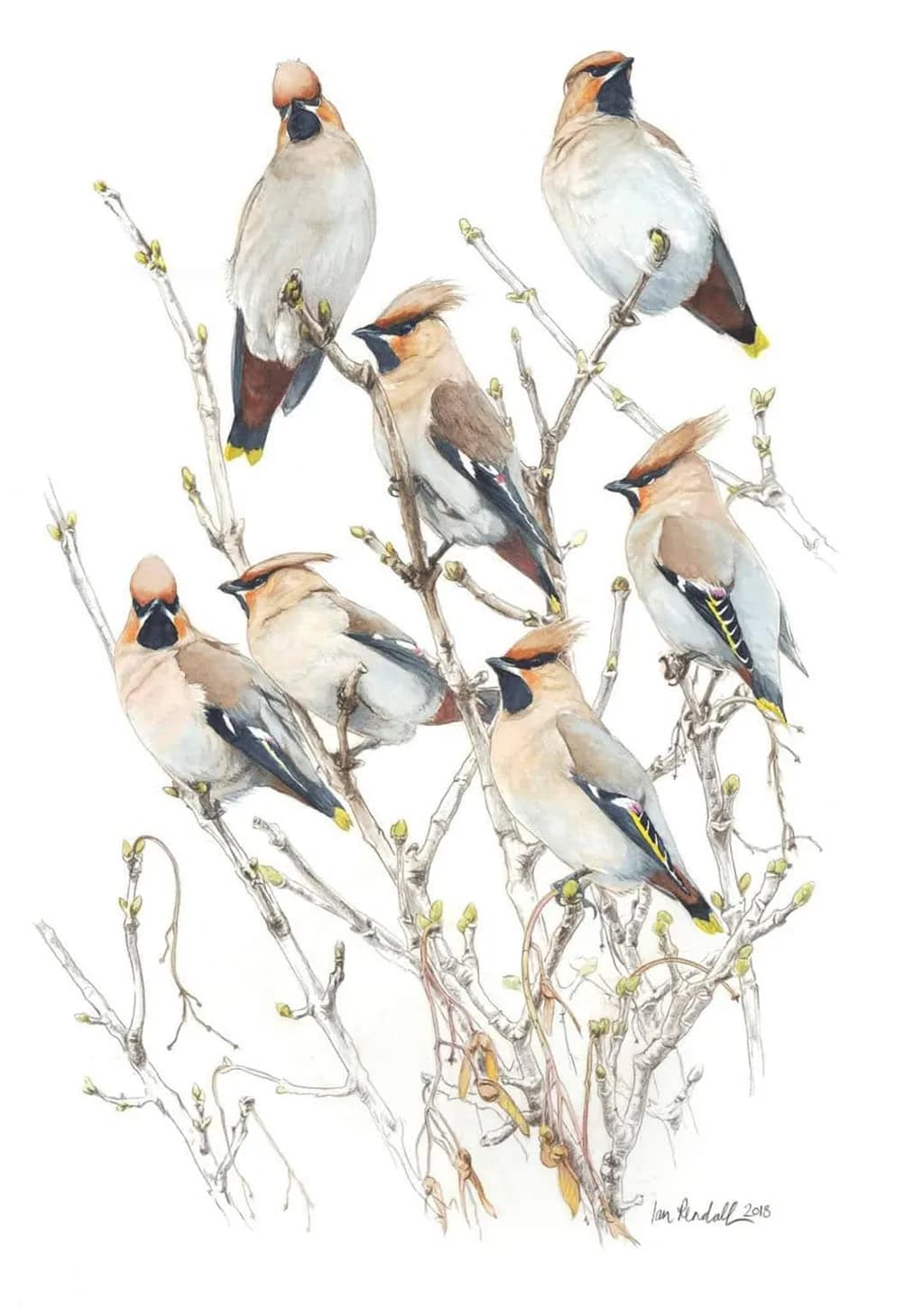 Whispers of Resilience: A Gathering of Waxwings in Spring's Embrace
