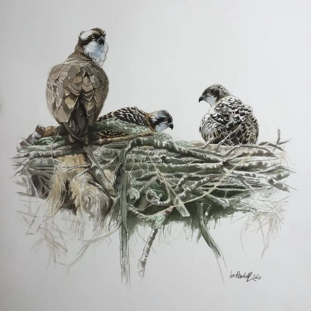 Nestled in Nature: A Reflective Portrait of Resilience Among Birds