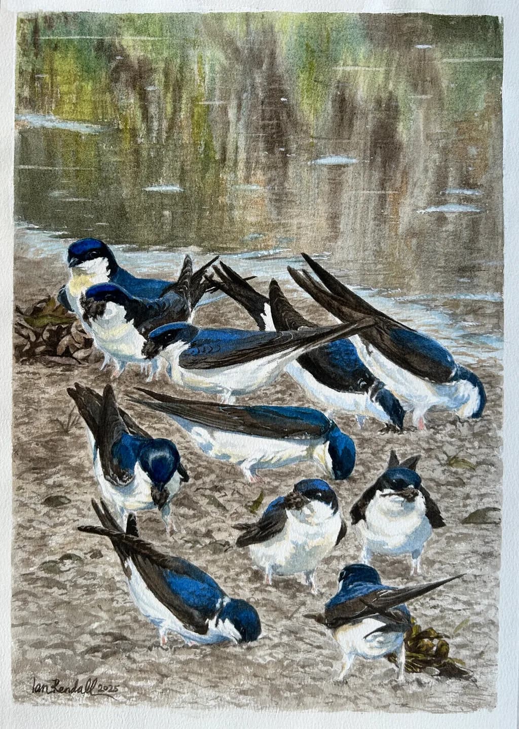 Gathering at the Water's Edge: A Moment with Swallows in Nature's Embrace