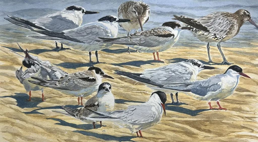 Terns and Godwits