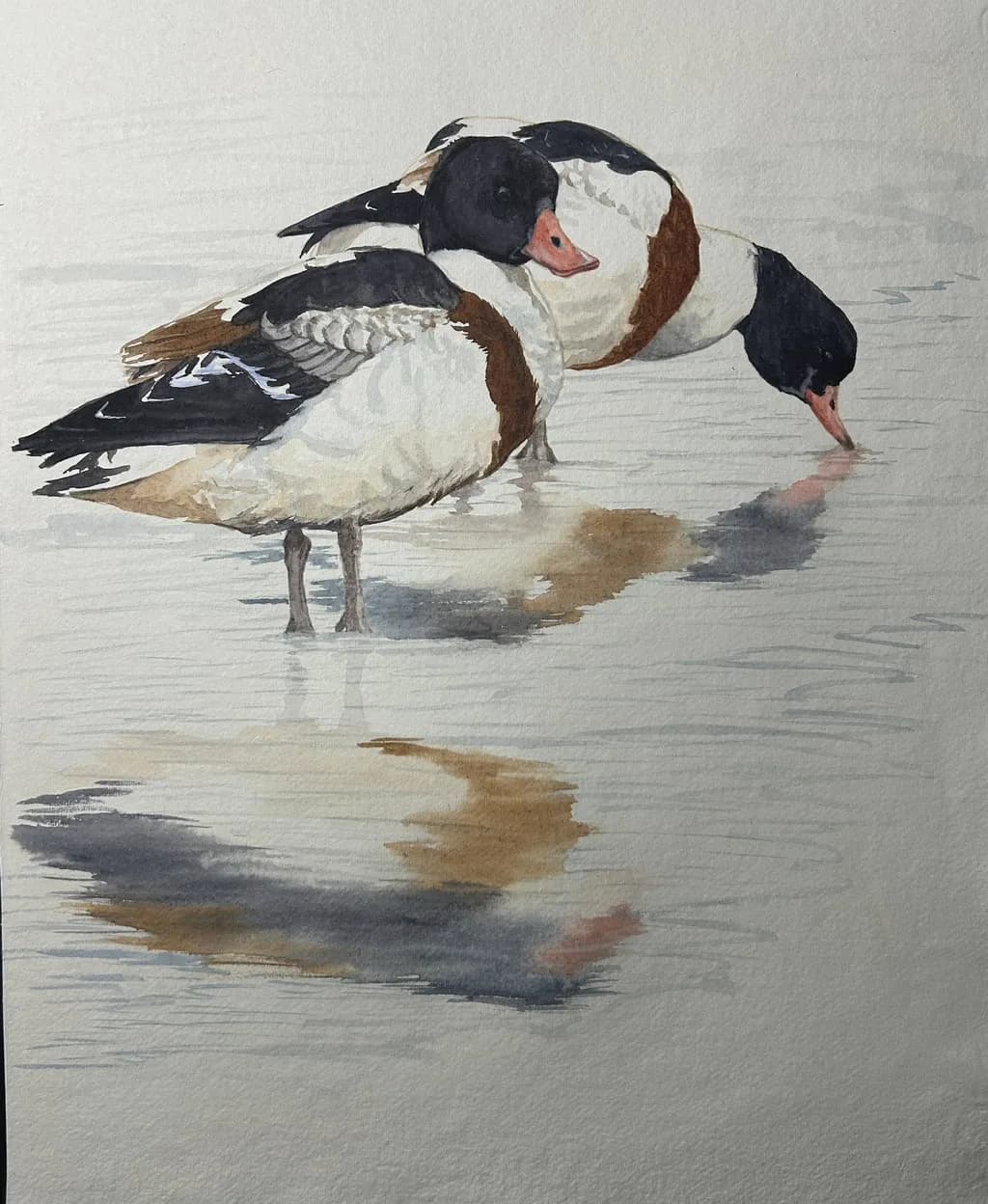 Shelducks 